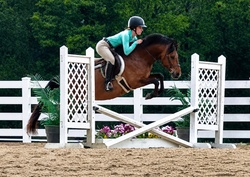 Ferrero Rocher Welsh Cross Hunter photo 3