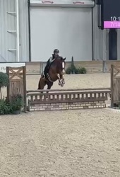 ORLANDO Dutch Warmblood Hunter photo 3