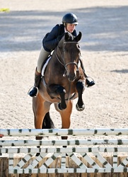 Piglet Hanoverian Hunter photo 2