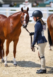 Hilbury Eregon Legacy Welsh Pony Hunter photo 3