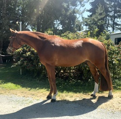 Lucca KSH Oldenburg Jumper photo 1