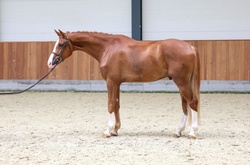 Lord Oldenburg Hunter photo 1