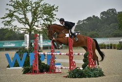 Take off Van’t Meulenhof Belgian Warmblood Equitation photo 3