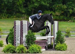 Quinntessential Warmblood Hunter photo 1