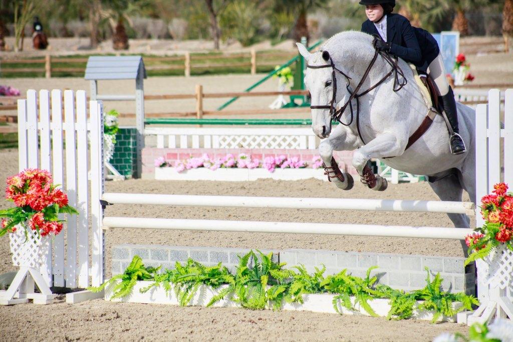 Country Grammar Oldenburg Equitation