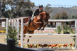 Take off Van’t Meulenhof Belgian Warmblood Equitation photo 8