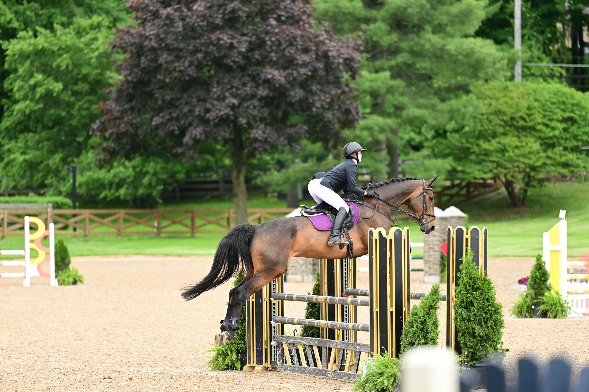 Hijinx Irish Sport Horse Jumper