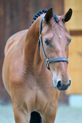 Cadillac Warmblood Jumper photo 2