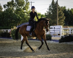 La Gentle Dutch Warmblood Jumper photo 4