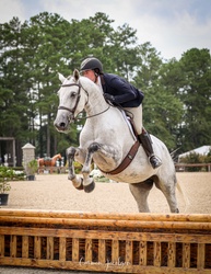 Kermit Irish Sport Horse Hunter photo 2