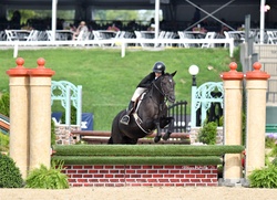 Home Run Bound Welsh Cross Hunter photo 1