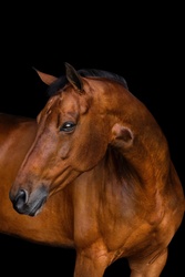 Emy Dutch Warmblood Jumper photo 7