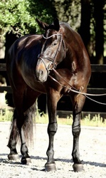 I’m Gucci Czech Warmblood Jumper photo 2