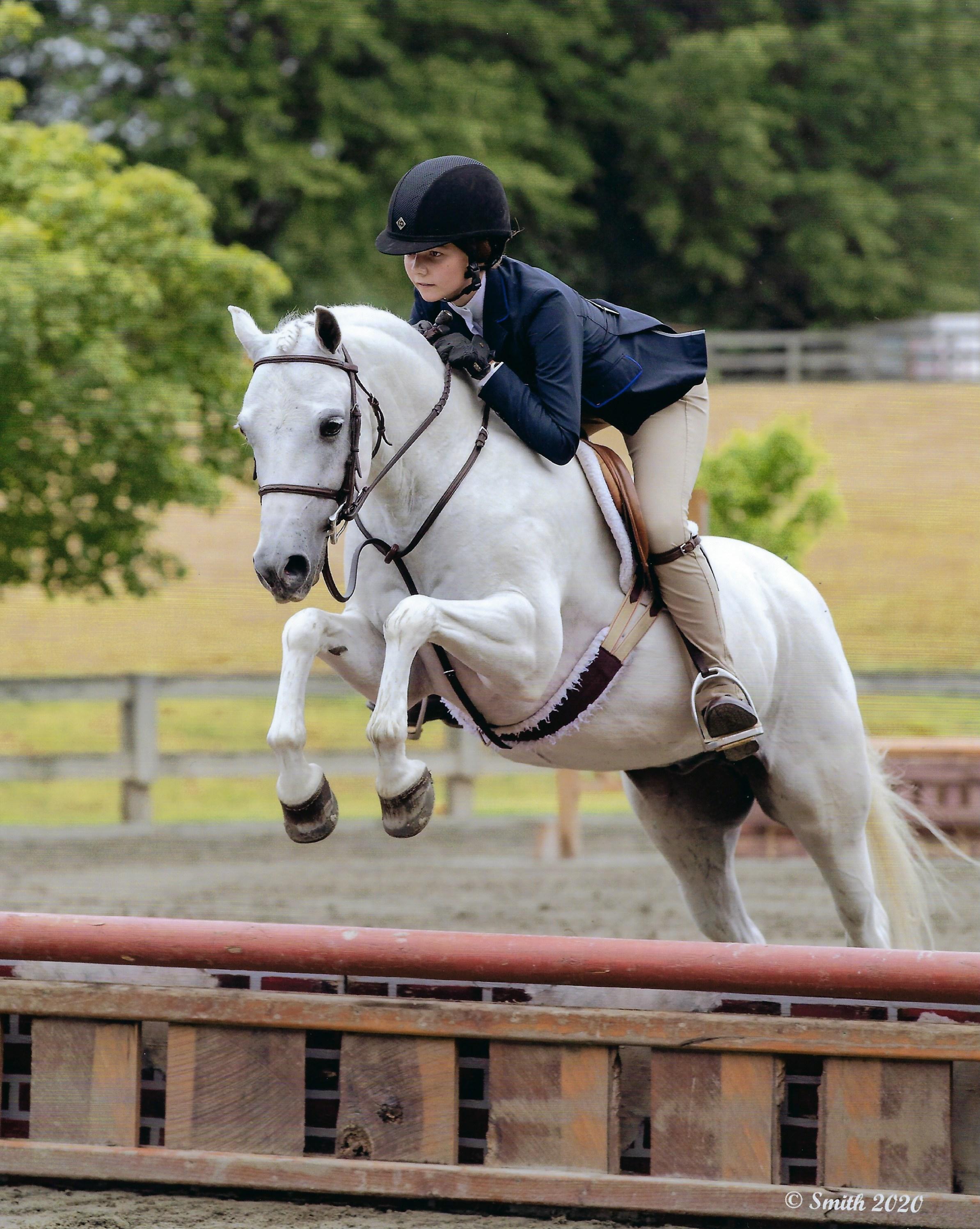 Farnley Marathon Welsh Pony Hunter