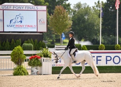 Boca's Stars Go Blue Warmblood Cross Hunter photo 7