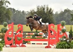Tyamo Zangersheide Jumper photo 4