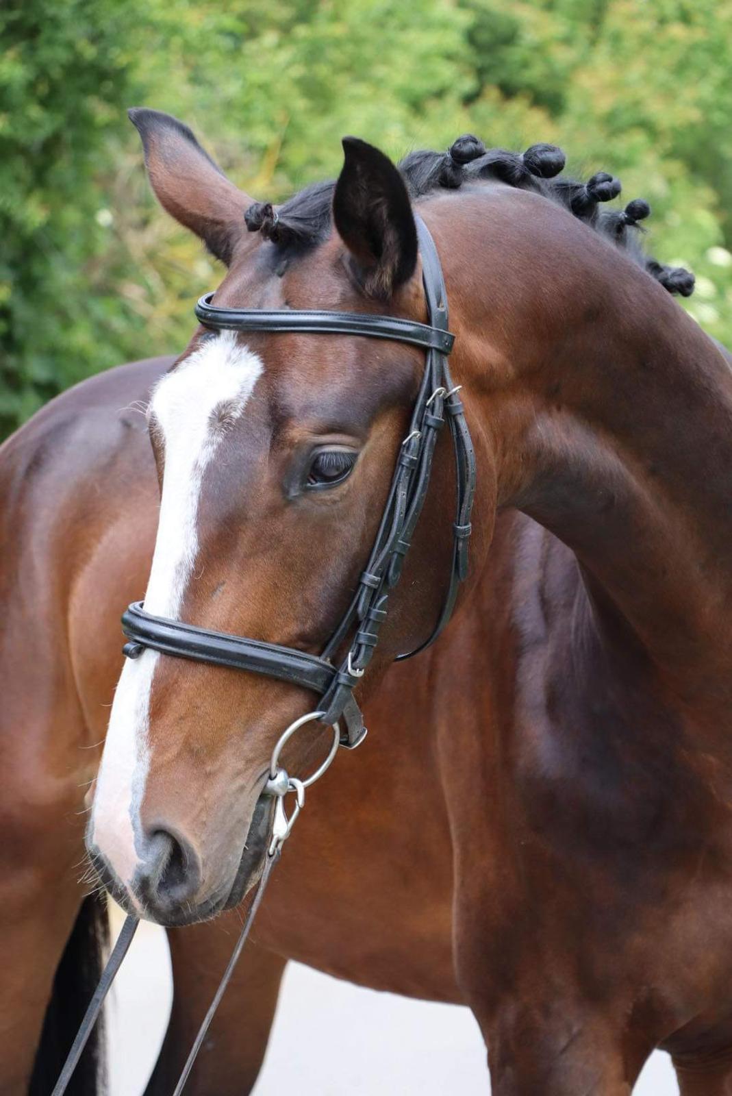 CARDIFF Zangersheide Hunter