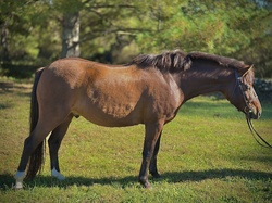Ferrero Rocher Welsh Cross Hunter photo 10