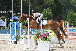 Mr. Brightside Irish Sport Horse Hunter photo 1