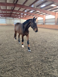 Udalco Belgian Warmblood Jumper photo 4