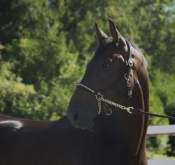 First Class Chopin Holsteiner Jumper photo 1