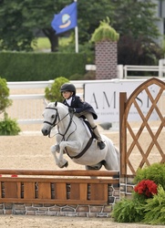 Romance German Riding Pony Hunter photo 3