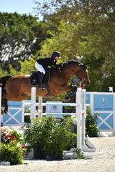 Delia B Dutch Warmblood Jumper photo 2