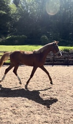 Bondi Gold SVNH Hanoverian Hunter photo 2
