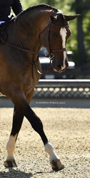 Guru Dutch Warmblood Hunter photo 3