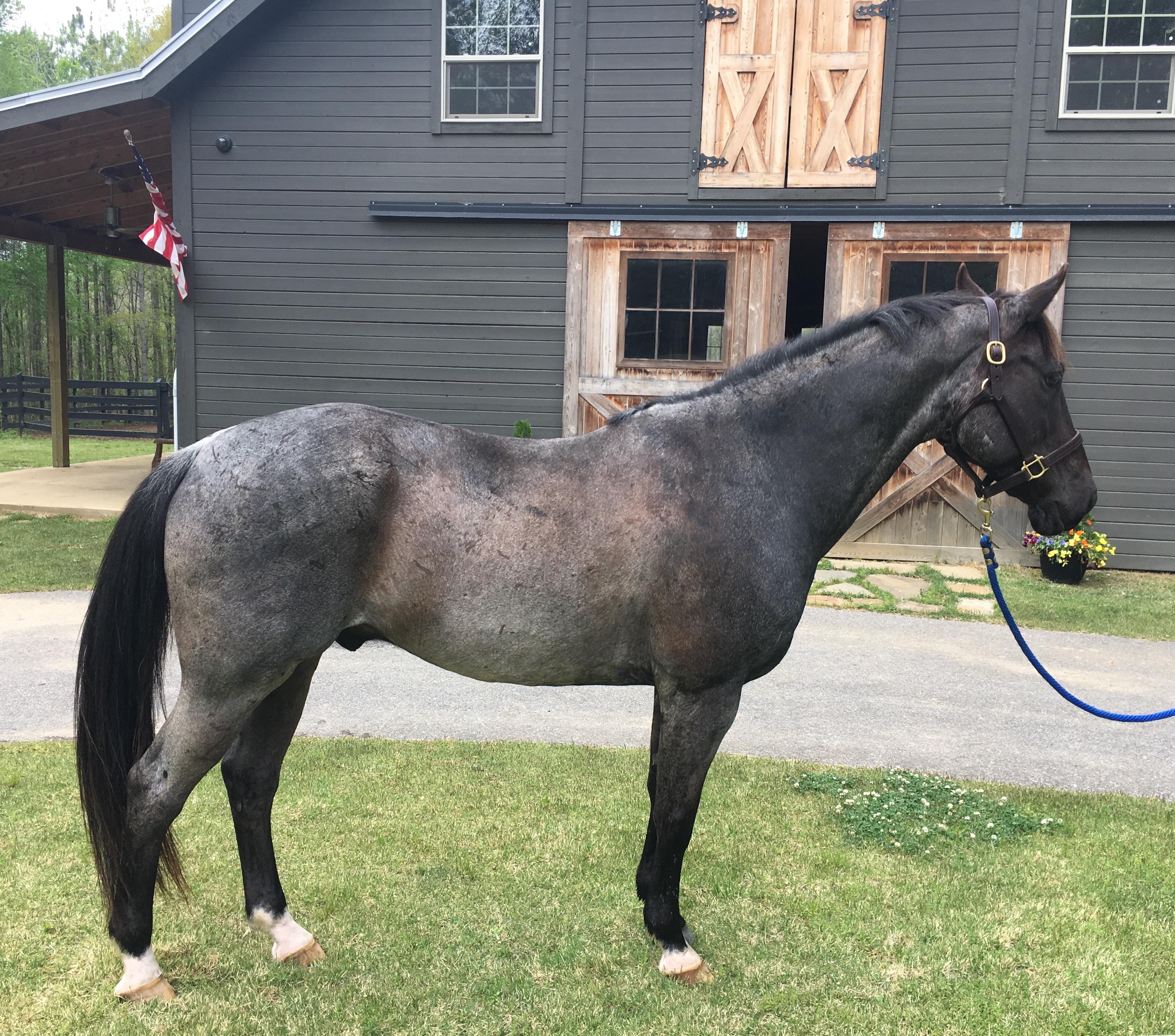 Hullabaloo Quarter Horse Jumper