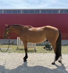 Bodovino Westphalian Jumper photo 4