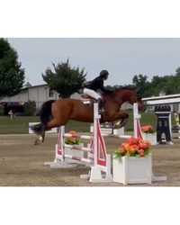Zeven Blue Warmblood Jumper photo 2