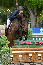Piglet Hanoverian Hunter photo 8