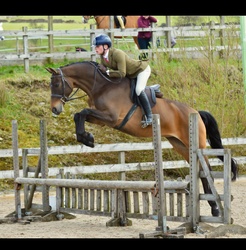 One Wish Warmblood Hunter photo 2