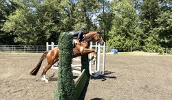 Lucca KSH Oldenburg Jumper photo 2