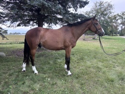 Rocsegreto aka “Greg" Oldenburg Jumper photo 3