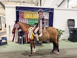 Yes Please Welsh Pony Hunter photo 5