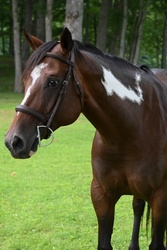 Lottie Paint Hunter photo 6