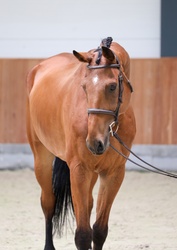 Maclay Finals Oldenburg Jumper photo 2