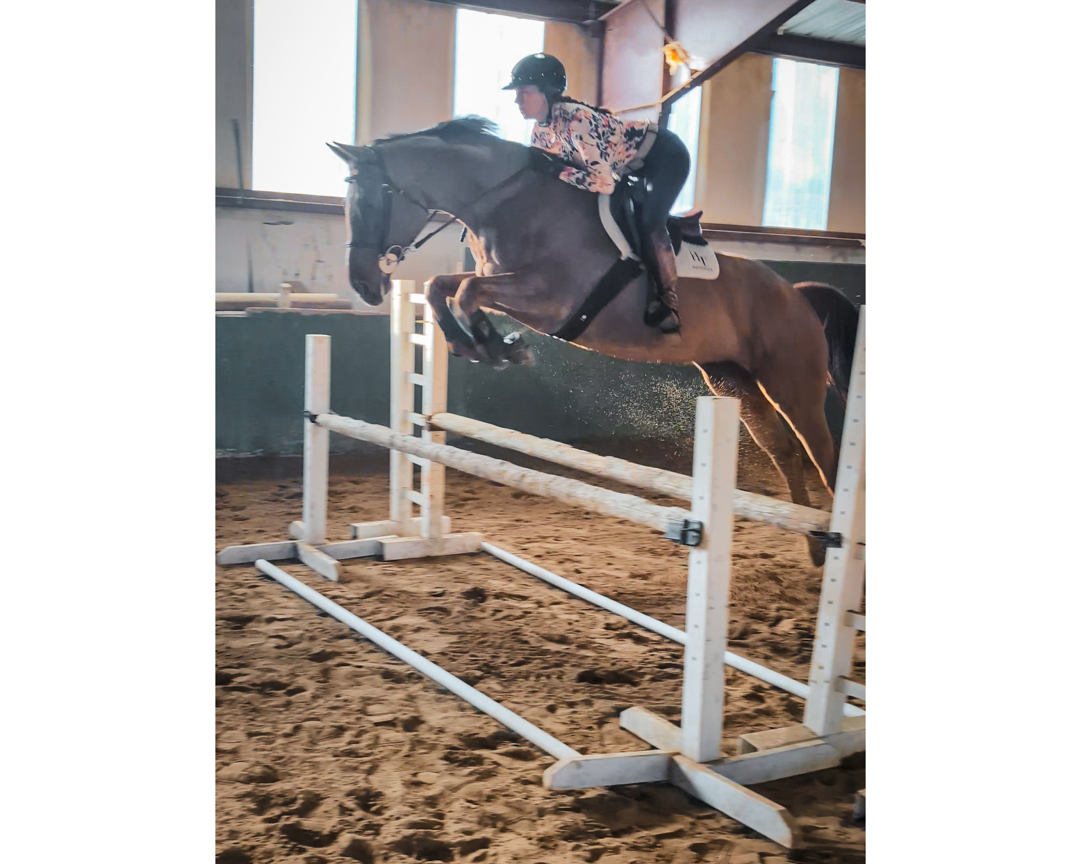 2016 15.3 hand Irish Sport Horse Mare BIGEQ +