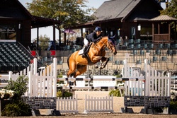 VDL Ironic Dutch Warmblood Jumper photo 1