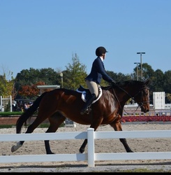 Love Language Irish Sport Horse Jumper photo 1