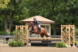 CMS Think Big Warmblood Hunter photo 2