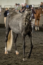 Always Pajama Day Welsh Cross Hunter photo 2