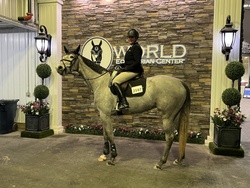 Bianca Westphalian Hunter photo 6