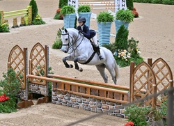 Cicerano Z Zangersheide Equitation photo 2