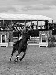 Sunny Belgian Warmblood Jumper photo 2