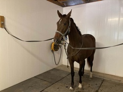 Novella Oldenburg Hunter photo 4