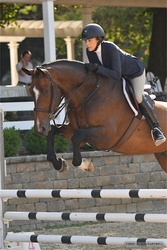 Monaco Dutch Warmblood Equitation photo 10