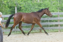 Henri Connemara Jumper photo 3